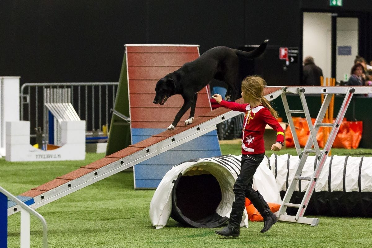 In der Kids Area können unsere kleinen Gäste sich auch mal in Agility versuchen. © Michael Graf