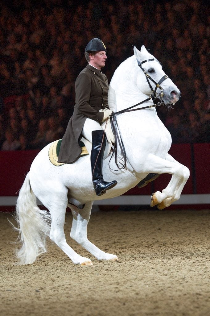 Die Bereiter der Spanischen Hofreitschule und ihre weltberühmten Hegste zeigen im Rahmen der Galavorstellungen in Salzburg auch die Schule über der Erde. © Rene van Bakel/ASAblanca.com/Spanish Riding School