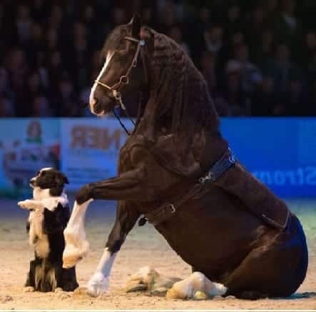 Welsh Cob "Pery" und Border Collie "Baci" sind Teil von Willi Schaubergers tierischem Quartett. © Willi Schauberger