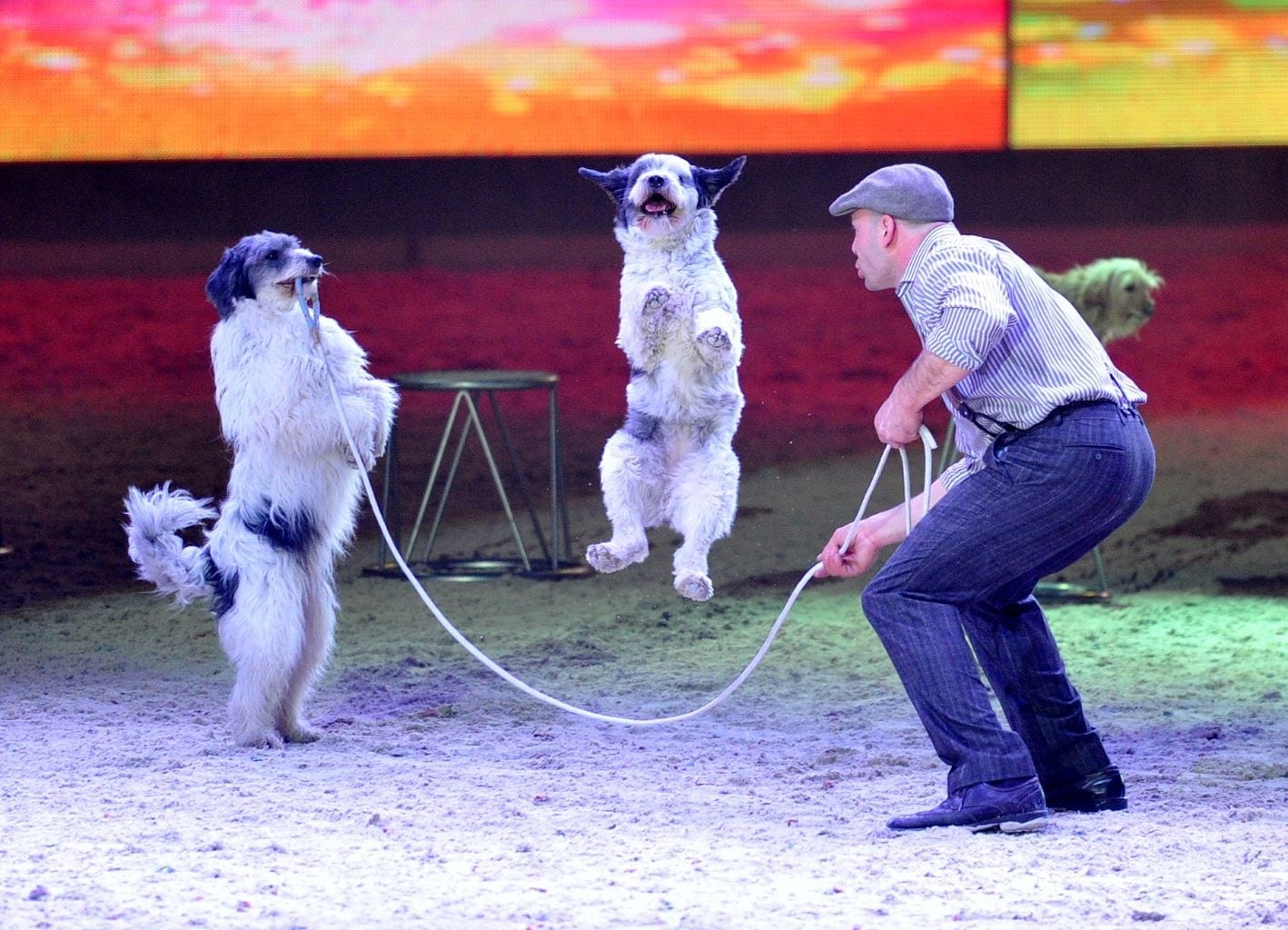 Wolfgang Lauenburger und seine hochintelligenten Hunde werden sicherlich ein Höhepunkt der Amadeus Horse Indoors Showtime 2017 sein. © Nini Schäbel
