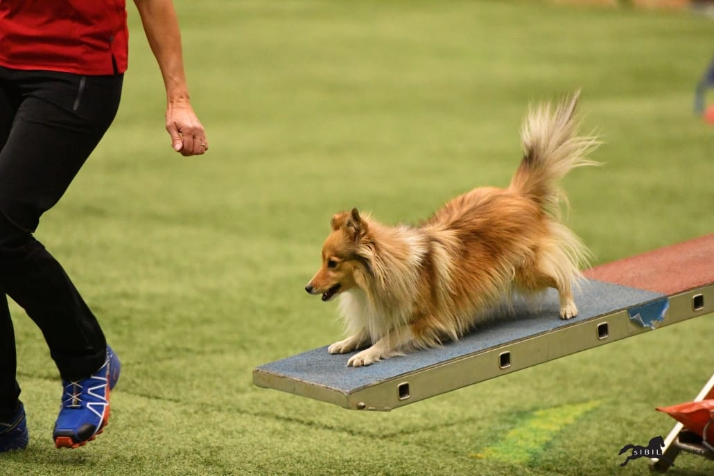 Rasant! Der The Goodstuff Amadeus Agility Worldcup. © Sibil Slejko 